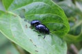 CloseupÃ¢â¬â¹ two bug livingÃ¢â¬â¹ on the green leaves. Insects are breeding together.